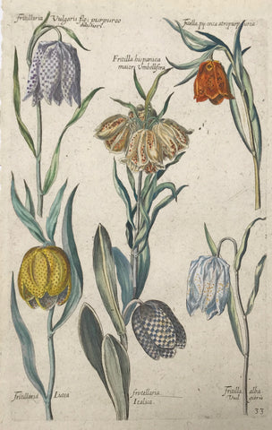 De Bry 33  Six varieties of fritilla.  Antique Botanical Prints by De Bry  Johann Theodor De Bry (1528-1598) came from Liege, Belgium to Frankfurt on the Main and founded about 1570 an important publishing house. The famous Florilegium Novum, a comprehensive flower book was first published between 1612 and 1618. 