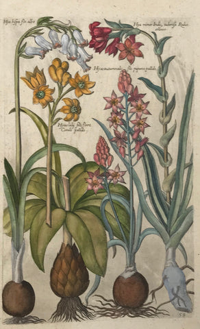 De Bry 58  Hya hispa, Hya minor tuberosa, Hyaautumnalis purpeo pallido, Hya flore cerulo pallido.  Part of the background has light graying and streaking.  Antique Botanical Prints by De Bry  Johann Theodor De Bry (1528-1598) came from Liege, Belgium to Frankfurt on the Main and founded about 1570 an important publishing house