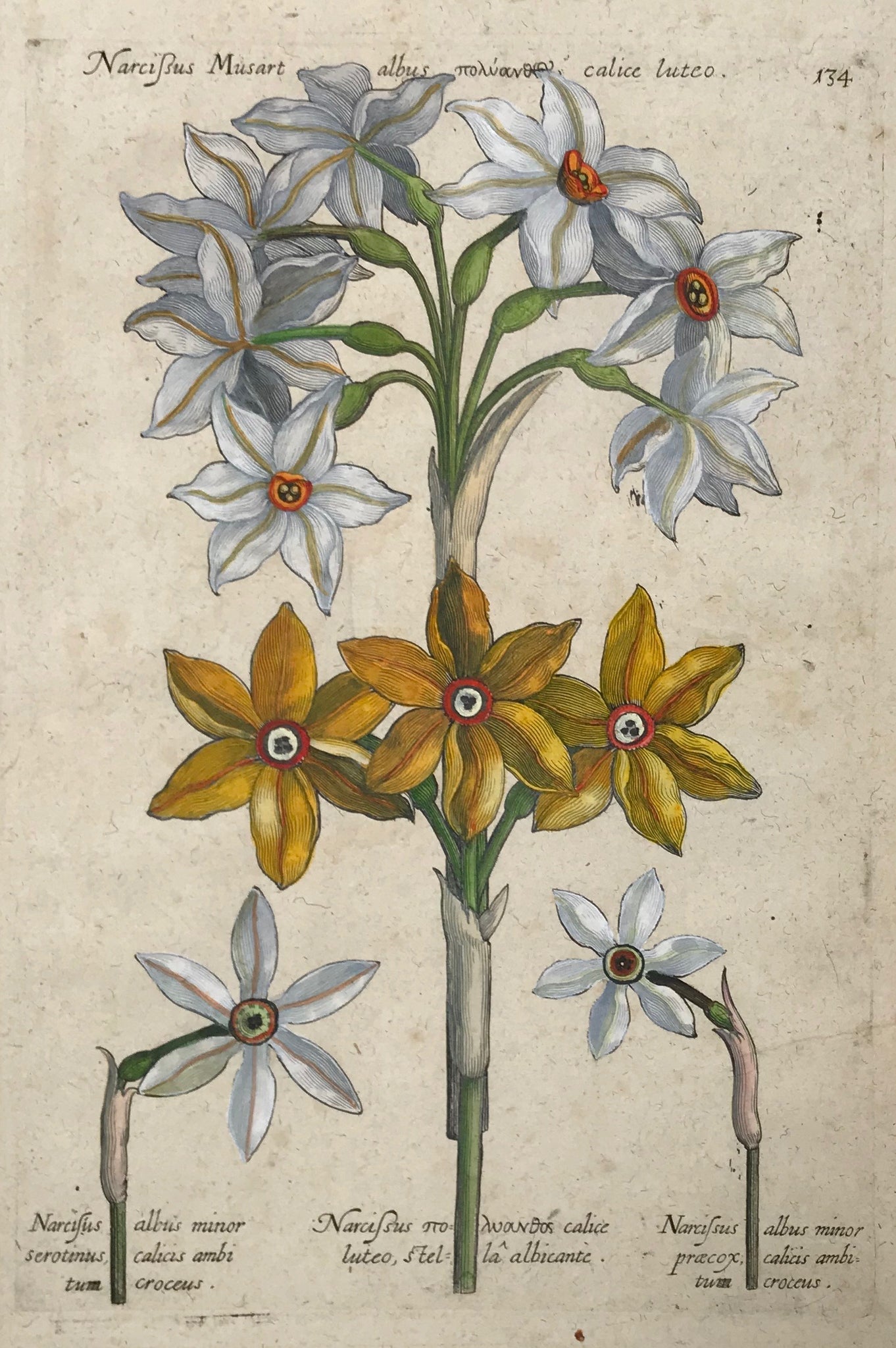 Daffodil,    De Bry 134  134. Narcisissus Musart albus calice luteo. Narcissus albus minor præcox calcis ambitum croceus. Narcisus calice luteo stella albicante.  Antique Botanical Prints by De Bry  Johann Theodor De Bry (1528-1598) came from Liege, Belgium to Frankfurt on the Main and founded about 1570 an important publishing house. The famous Florilegium Novum, a comprehensive flower book 
