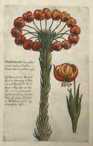 De Bry 68  Martagon  Antique Botanical Prints by De Bry  Johann Theodor De Bry (1528-1598) came from Liege, Belgium to Frankfurt on the Main and founded about 1570 an important publishing house.