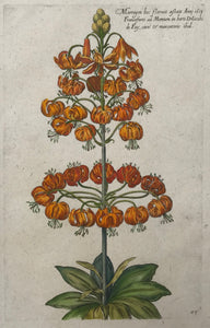 De Bry 83  Martagon  Antique Botanical Prints by De Bry  Johann Theodor De Bry (1528-1598) came from Liege, Belgium to Frankfurt on the Main and founded about 1570 an important publishing house. 