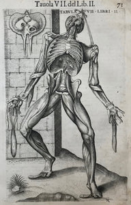 Copper engravings by Juan Valverde de Hamusco (Giovanni Valverde de Amusco) from "La anatomia del corpo Umano", the Italian edition published in Venice in 1580 by Giunta.  Juan Valverde de Hamusco (also Amusco) (c.1525-c.1588) was a a Spanish anatomist. who spent a number of years in Italy. Some plates are derived from those of Vesalius, with improvements in the anatomical details.