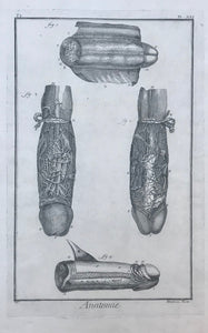 "Anatomie", Penis  Copper engraving by Fambrini from "Histoire Naturelle" ca 1780.  32.5 x 20.5 cm (12.7 x 8")