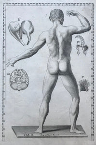 The following anatomy copper engravings are by Gaetano Petrioli (1720-1760)from "Tavole Anatomiche" published in Rome by Stamperia di Antonio de Rossi 1750.  The prints are in very good condition unless otherwise mentioned.