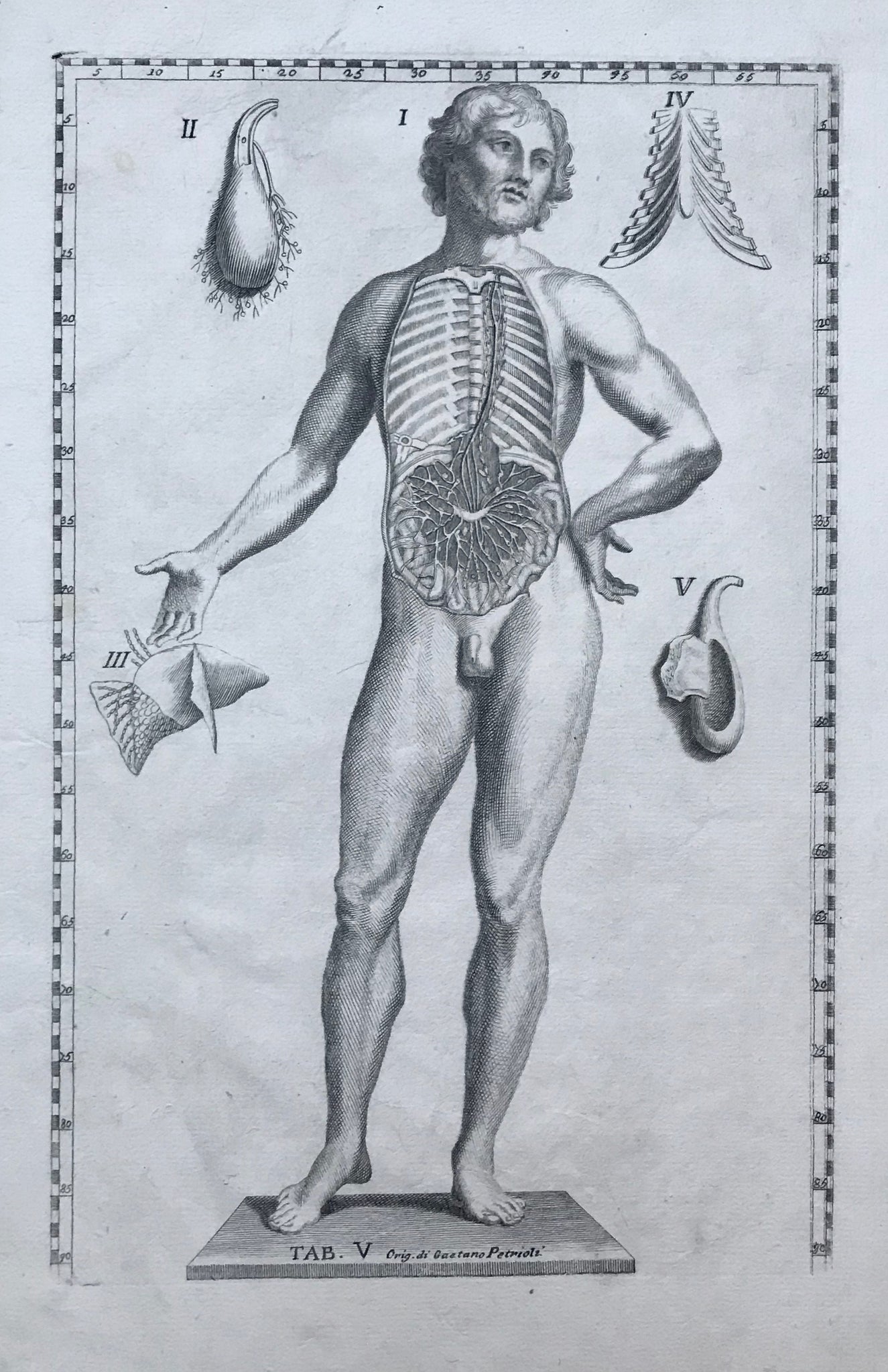 The following anatomy copper engravings are by Gaetano Petrioli (1720-1760)from "Tavole Anatomiche" published in Rome by Stamperia di Antonio de Rossi 1750.