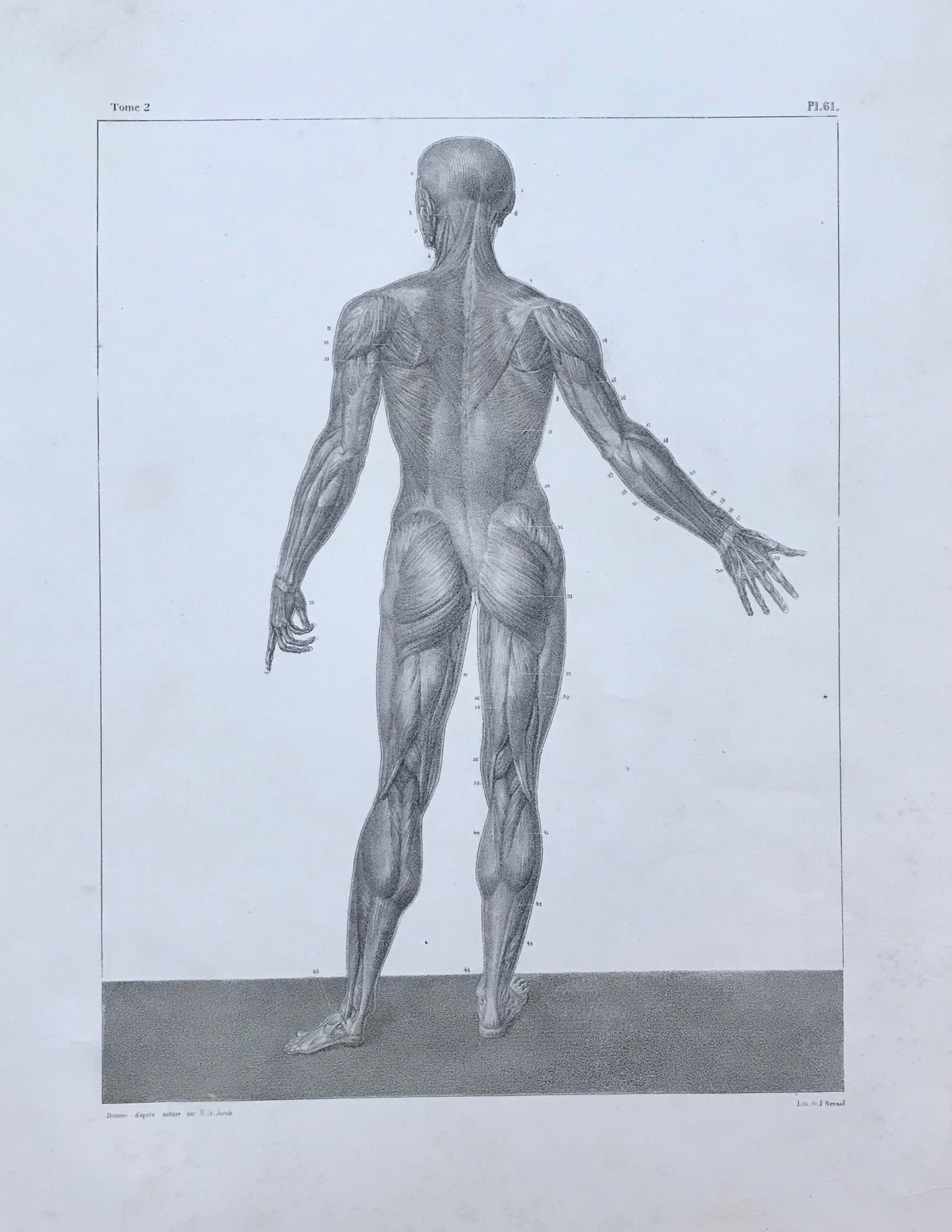 Anatomy. - No Title. muscles of the human male body. Rear view.  Volume 2, page 61 of an unknown book.  Lithograph by J. Benard after the drawing by N.H. Jacob. Ca. 1850.  Wide margins. Minimally spotty. Repaired tear in lower right margin and in left margin.