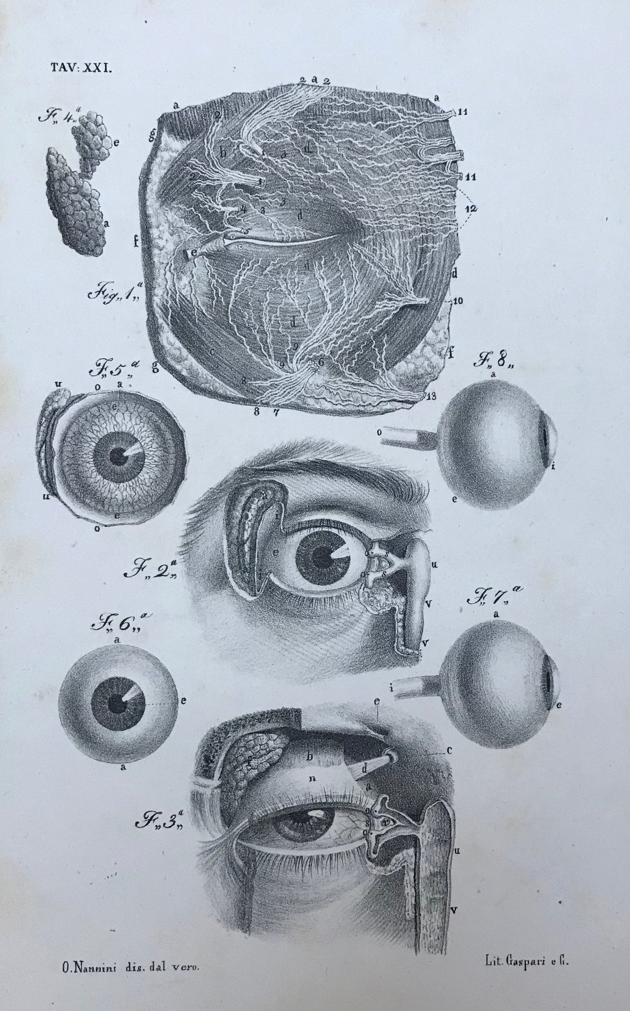 No title. The human eye. Its anatomic parts in detail  Type of print: Lithograph  Lithographer: O. Nannini  Printed by: Gaspari & Co.  Published in: "Tavole Anatomiche Rappresentante la Struttura del Corpo Umano"