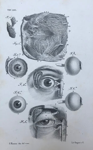No title. The human eye. Its anatomic parts in detail  Type of print: Lithograph  Lithographer: O. Nannini  Printed by: Gaspari & Co.  Published in: "Tavole Anatomiche Rappresentante la Struttura del Corpo Umano"