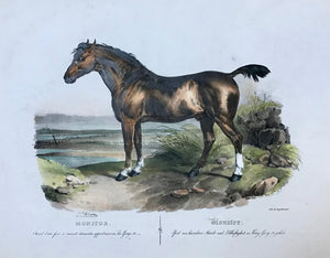 "Monitor - Pferd von besonderer Staerke und Lebhaftigkeit, so Koenig Georg IV gehoert"  Large folio print. Hand colored, heightened with gum arabic lithograph  by Gottfried Engelmann (1788-1839)  After the painting by Victor Adam (1801-1866)  Nr. 6 in a series of horses by Victor Adam  Two minor pleats above horse and to its side. Minor traces of age and use.