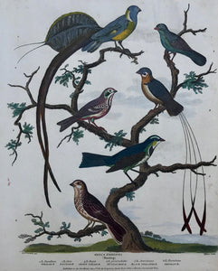 Buntings  The following birds are shown:  Whidah Bunting, Painted bunting, Shaft-Tailed Bunting, Mustachoe Bunting, Black Throated Bunting, Ortolan Bunting  Copper etchings from: Animated Nature (London,1804-1809) each precisely dated.