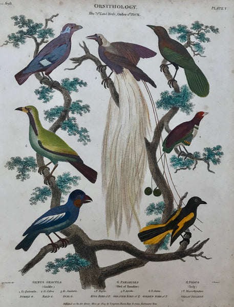 The following birds are shown: Purple Grakle, Bald Grakle, Dial Grakle, King Bird of Paradise, Greater Bird of Paradise, Golden Bird of Paradise, Great Billed Tody