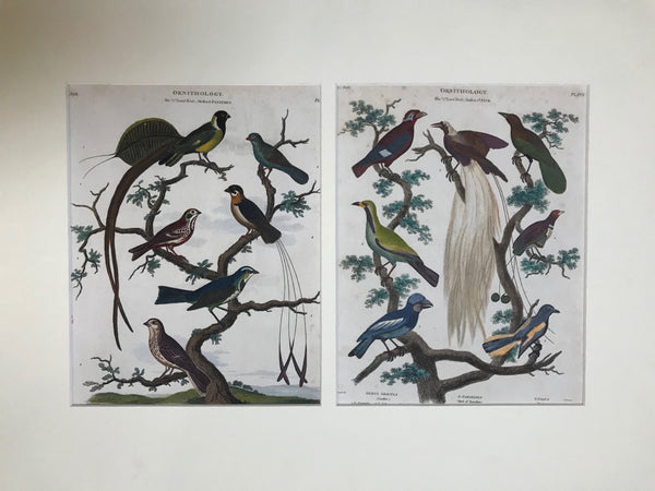 Ornithology, Birds, Purple Grakle, Bald Grakle, Dial Grakle et al.