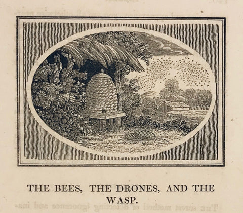 The Bees, the Drones, and the Wasp  Copper engraving ca 1820. Below the image is text from "Aesop´s Fables" that continues on the reverse side.  A nice image of a hive with a swarm of bees to the upper right.