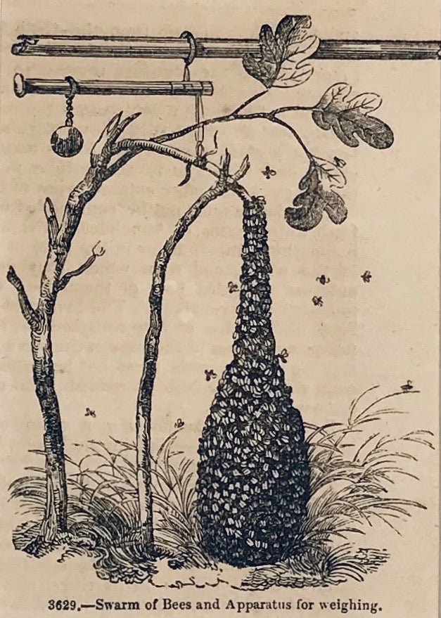 Swarm of Bees and Apparatus for Weighing.  Wood engraving ca 1880. Reverse side is printed.