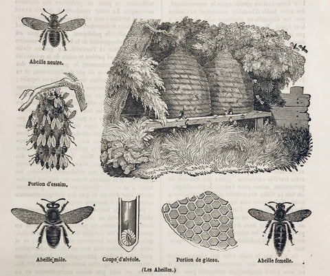 No Title  From above left: Part of comb, Male Bee, Section of Cell, Part of the swarm, Female Bee, Neuter Bee. Wood engraving 1844. Below the image, on the reverse side and on a separate page is text in French about bees.