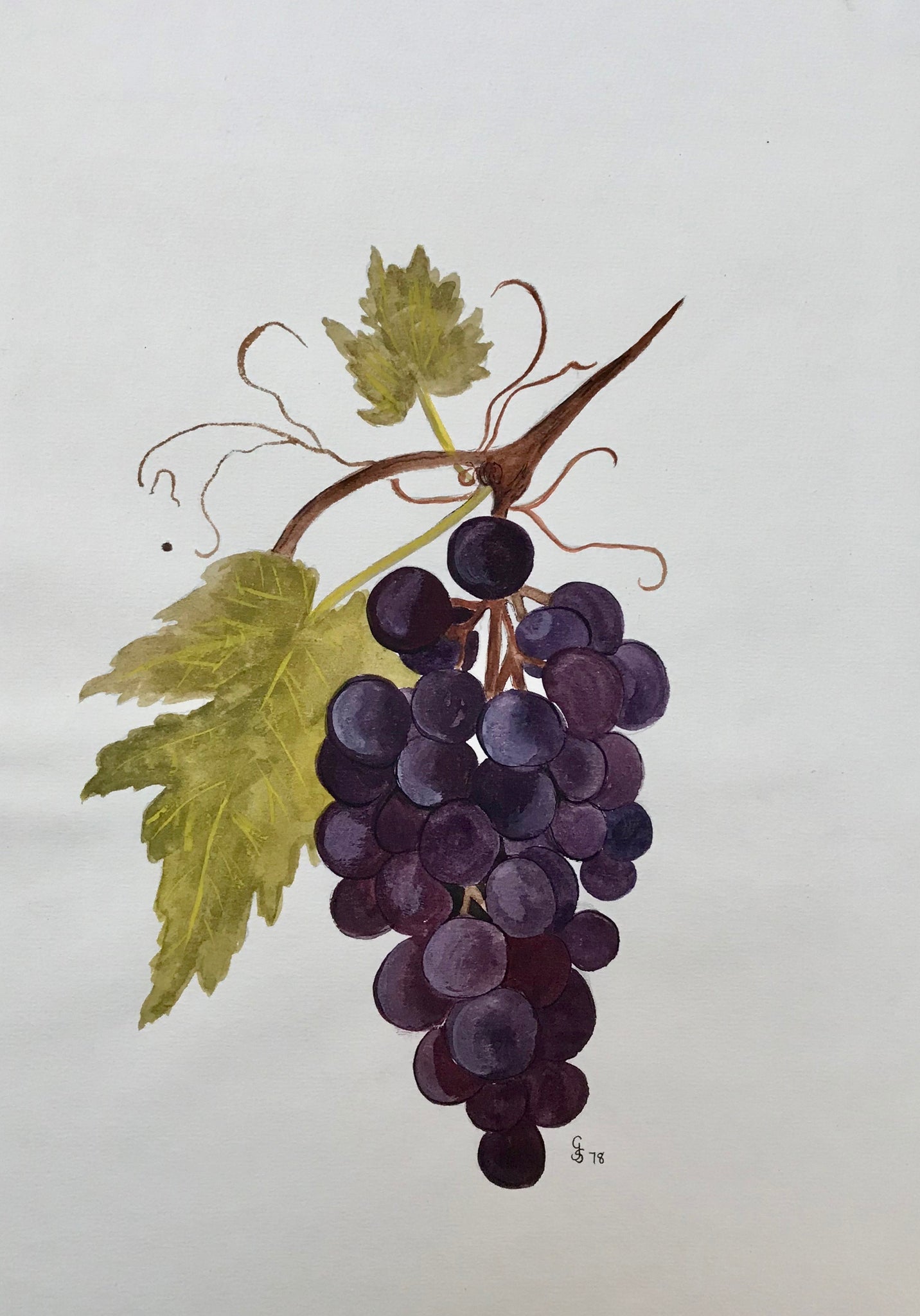 No Title, Grapes  Attractive watercolor with the initials C J S and 78 for the year (1978)  Height of grapes: 19.5 cm ( 7.6 ")