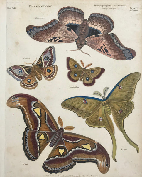 "Entomology Order Lepidoptera Genus Phalena Family Bombx"  Copper engraving by B. Luna. Dated 1806. Hand coloring. A few light scattered spots. Left margin has been widened.