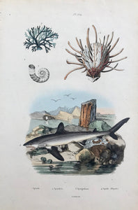 1. Spirule. 2. Spondyle. 3. Spongodium. 4. Squale (Requin)  Wood engraving after E. Guerin ca 1840. Very attractive original hand coloring.