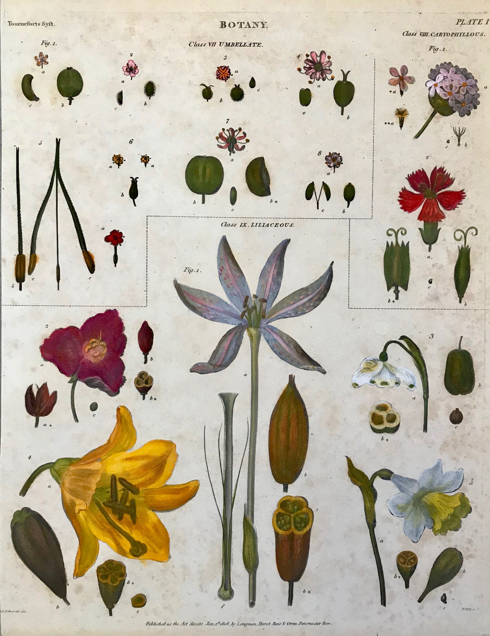 This page shows three classes of flowers: "Umbellate, Carophyllous", and "Liliaceous".  Bits and pieces of "Botany"  The individual parts of flowers and plants strewn loosely over a page in a very decorative manner.  Copperplate etchings in very attractive recent hand coloring.  Most were drawn by Syd Edwards.