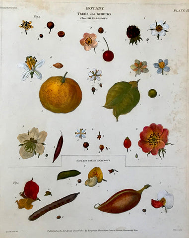 This page is titled "Trees and Shrubs" with the two classes titled "Rosaceous" and "Papillonaceous".  Bits and pieces of "Botany"  The individual parts of flowers and plants strewn loosely over a page in a very decorative manner.  Copperplate etchings in very attractive recent hand colouring.  Most were drawn by Syd Edwards.