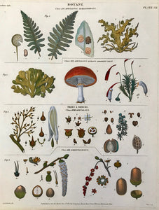 This page shows four classes of plants: "Apetalous Seminiferous, Apetalous Without Apparent Fruit, Trees and Shrubs Apetalous and Amentaceous".  Bits and pieces of "Botany"  The individual parts of flowers and plants strewn loosely over a page in a very decorative manner.  Copperplate etchings in very attractive recent hand colouring.  Most were drawn by Syd Edwards.