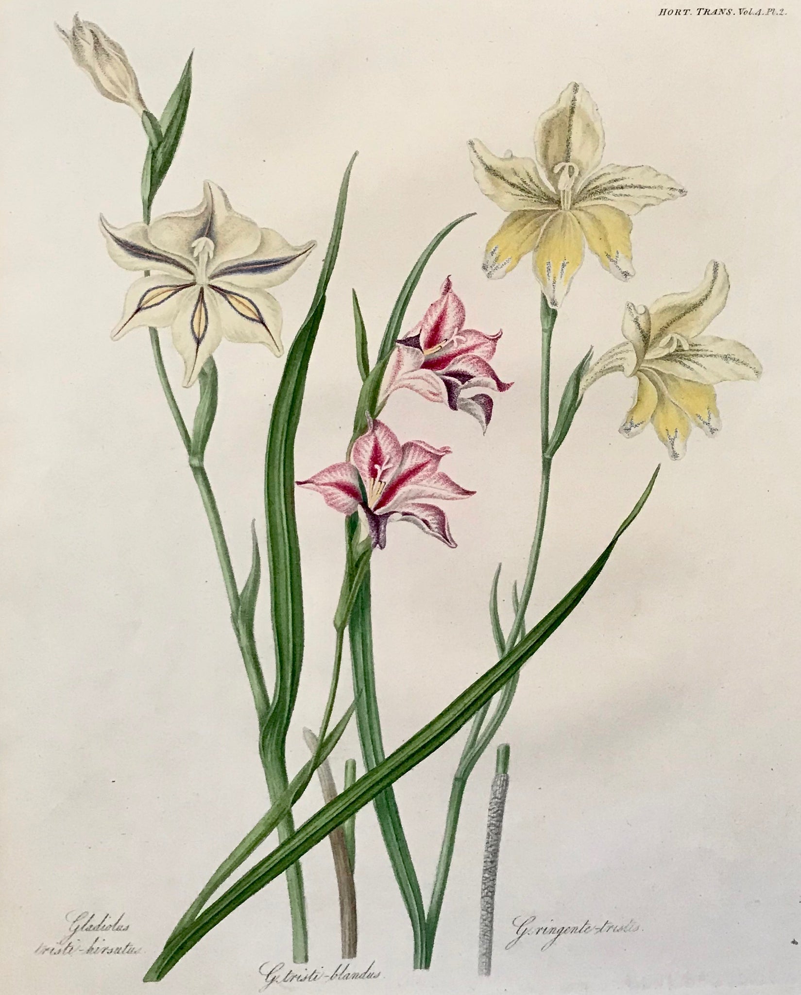 Gladiolus triste-hirsutus, Gladiolus-blanches, Gladiolus ringente-tristes  Steel aquatint in original hand coloring for the "Transactions" of the Royal Horticultural Society of London. Ca 1820.  Slightly uneven edges.