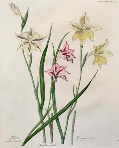 Gladiolus triste-hirsutus, Gladiolus-blanches, Gladiolus ringente-tristes  Steel aquatint in original hand coloring for the "Transactions" of the Royal Horticultural Society of London. Ca 1820.  Slightly uneven edges.