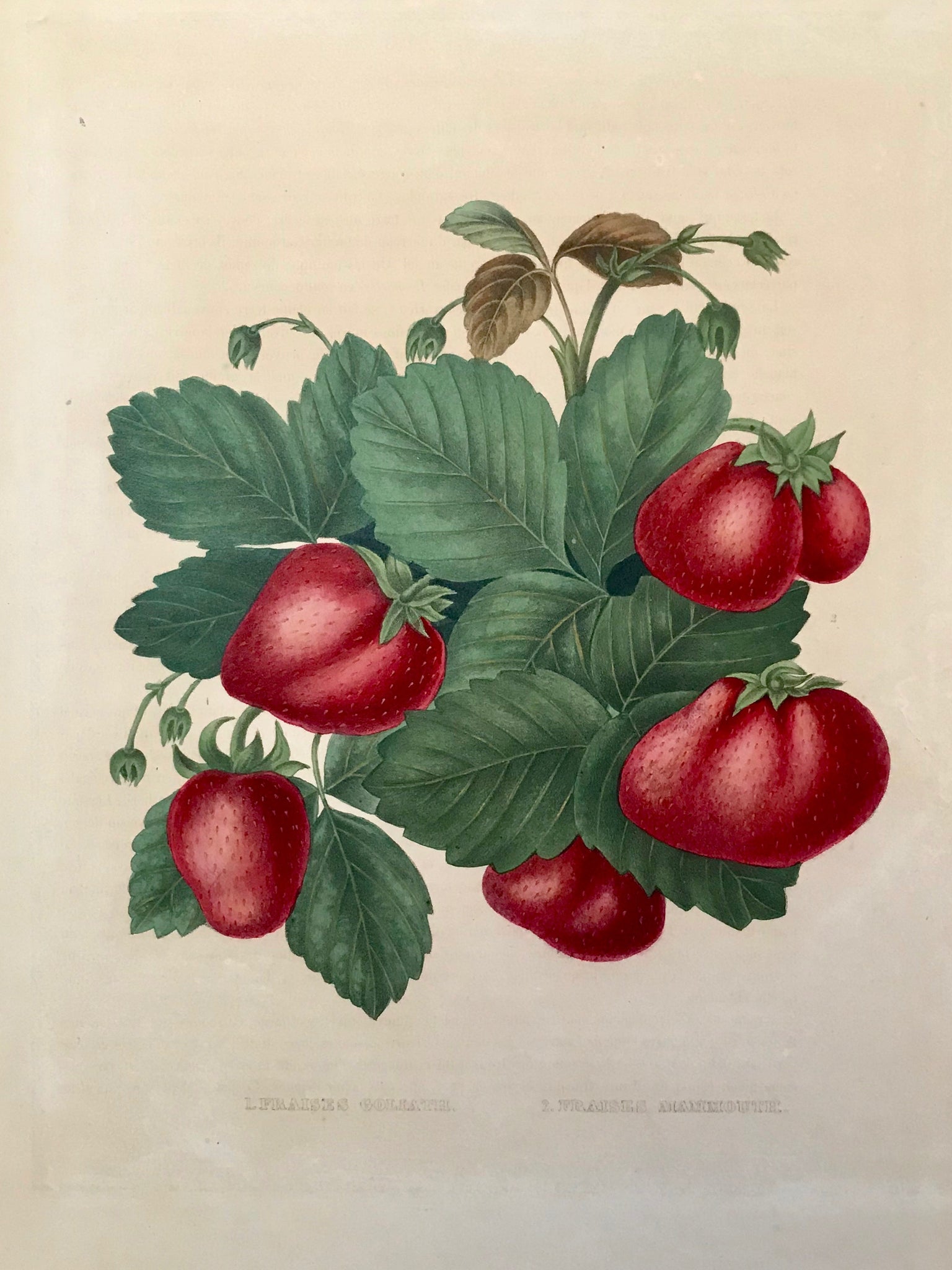  1. Fraises Goliath. 2. Fraises Mammouth.  Print has somewhat darker toning lines where it was once framed. Repaired tear in upper margin. Repaired area in right margin where piece of margin was torn.     These exquiste, original hand-colored lithographs are from "Album of Pomologie", published in  Antique Fruit Prints by Alexandre Bivort and ,  Séraph Bavay.  Brussels, 1847-1850.