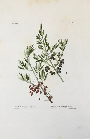 Olea Europaea, Sylvestris Olivier d Europe, Sauvage  Light browning on margin edges. Very minor light spotting.  Page size: 53.32.5 cm ( 20.8 x 12.7 ") Height of image: 21.5 cm (8.4")  Various Botanical Prints by Redouté  One of the great landmarks among the masterpieces of flower books was definitely set by Pierre Joseph Redouté (1759 St. Hubert - 1840 Paris).