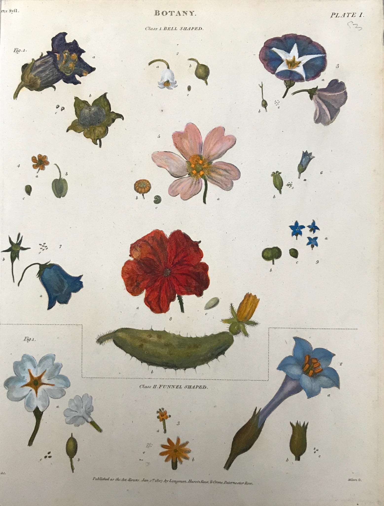 The upper part of this print is titled " Bell Shaped" and shows blooms such as campanula, morning glory and a cucumber blossom. The bottom is titeled "Funnel Shaped".     Bits and pieces of "Botany"  The individual parts of flowers and plants strewn loosely over a page in a very decorative manner.  Copperplate etchings in very attractive recent hand colouring.  Most were drawn by Syd Edwards.