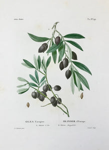 Olea Europaea A. Olivier à bec  Olivier d'Europe B. Olivier Amygdalin  Light browning on margin edges. Very minor scattered light spotting.  Page size: 53.32.5 cm ( 20.8 x 12.7 ") Height of image: 25.5 cm (10 ")  Various Botanical Prints by Redouté