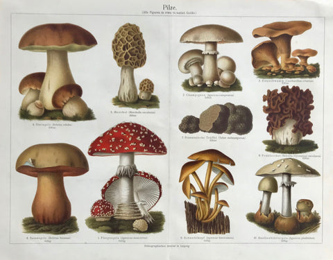 "Pilze" Mushrooms. All images ca. 3/4 of natural size.  Various edible and poisonous mushrooms  Lithograph. Printed in color  Published by Bibliographical Institute  Leipzig, ca. 1890. Vertical centerfold.