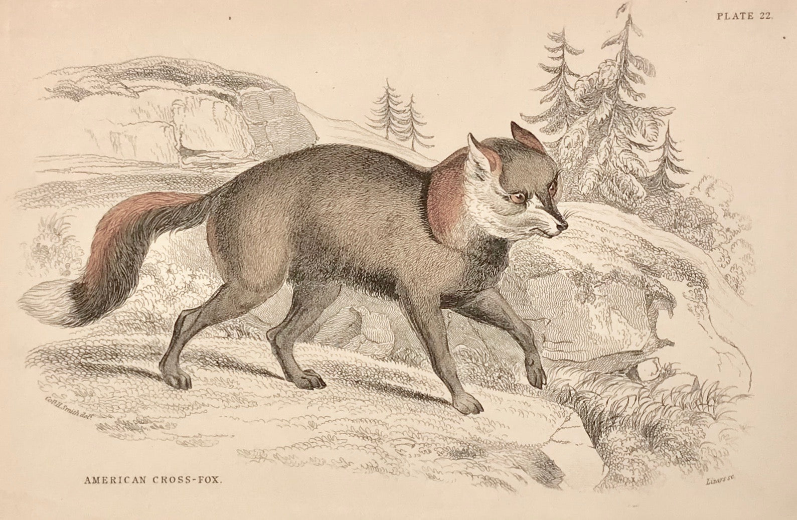 American Cross Fox  Steel engraving by Lizars in original hand coloring. From "Naturalist´s Library", ca 1860.