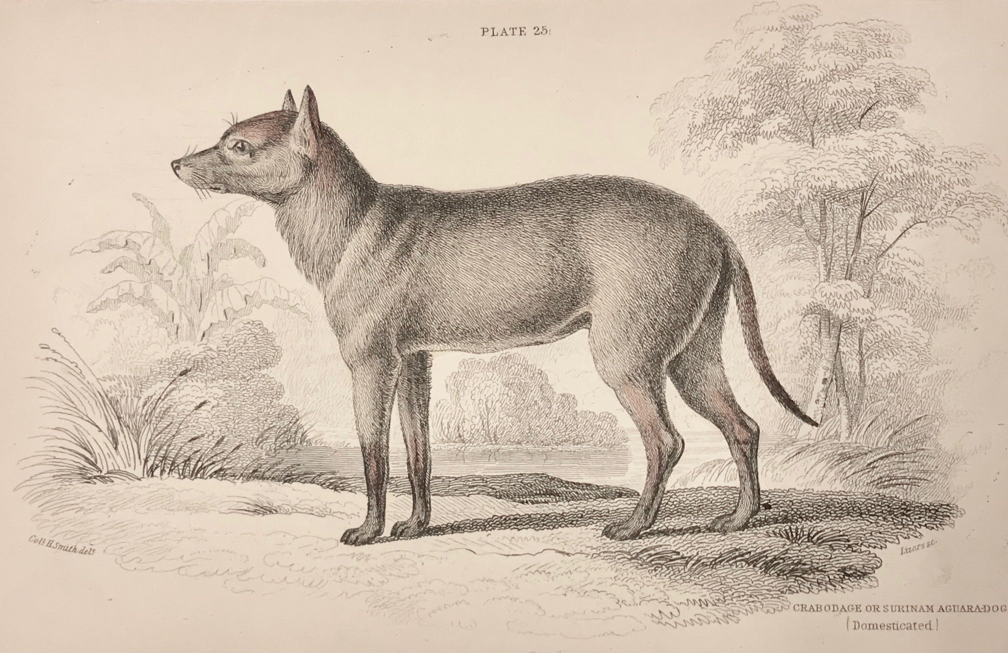 Crabodage of Surinam Aguara dog (Domesticated)  Steel engraving by Lizars in original hand coloring. From "Naturalist's Library", ca 1860.