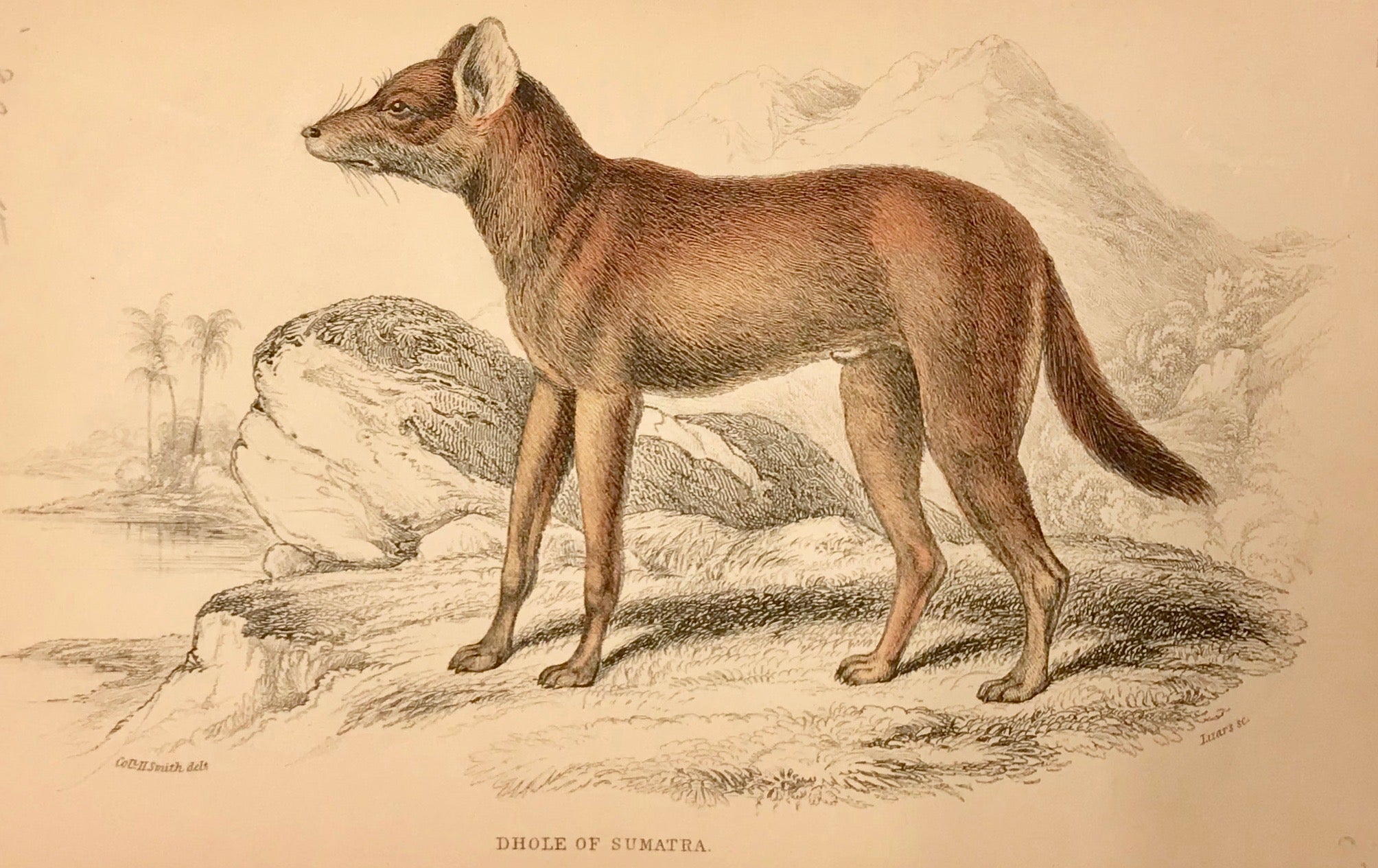 Dhole of Sumatra  Steel engraving by Lizars in original hand coloring. From "Naturalist's Library", ca 1860. Light age toning.