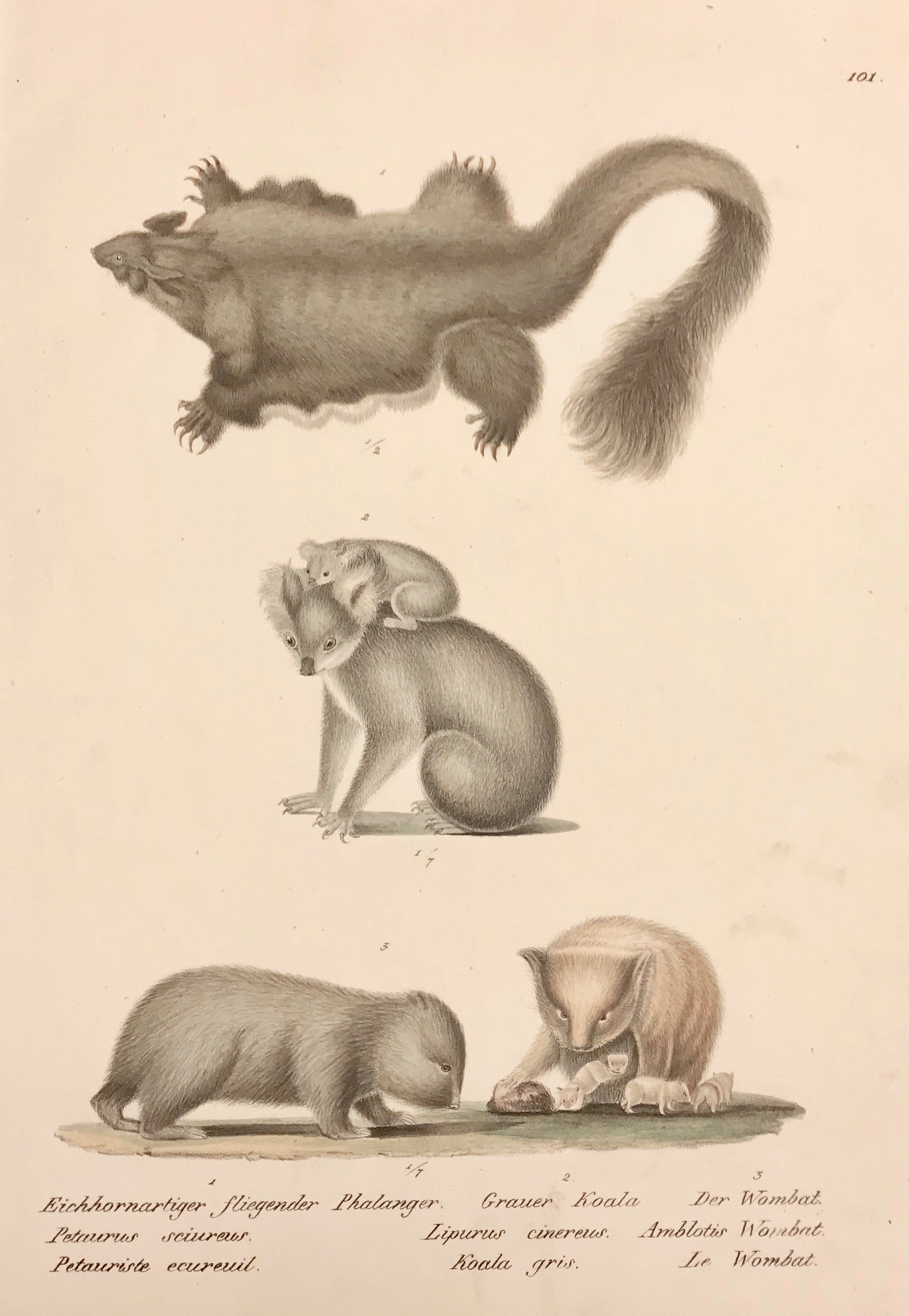 Eichhornartiger fliegender Phalanger, Grauer Koala,  Der Wombat  Petaurus sciureus Lipurus cinereus Amlotis Wombat  Petauriste ecureuil Koala gris Le Wombat  Lithograph by Schintz, 1827. Fine original hand coloring. Very minimal spots.