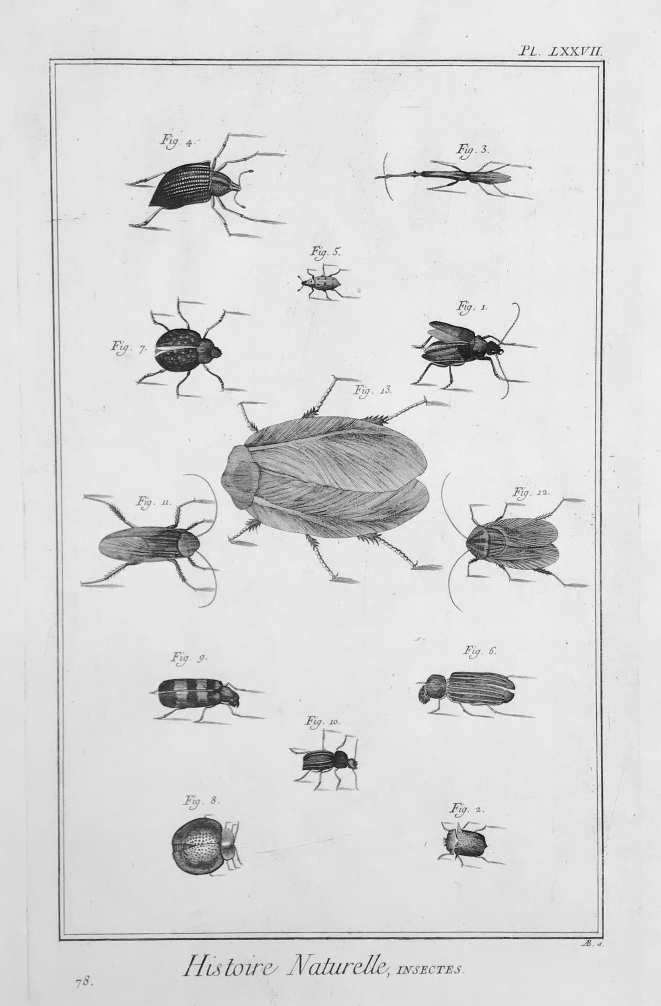 No Title.  Copperplate etching from "Histoire Naturelle", published 1751 in Paris.
