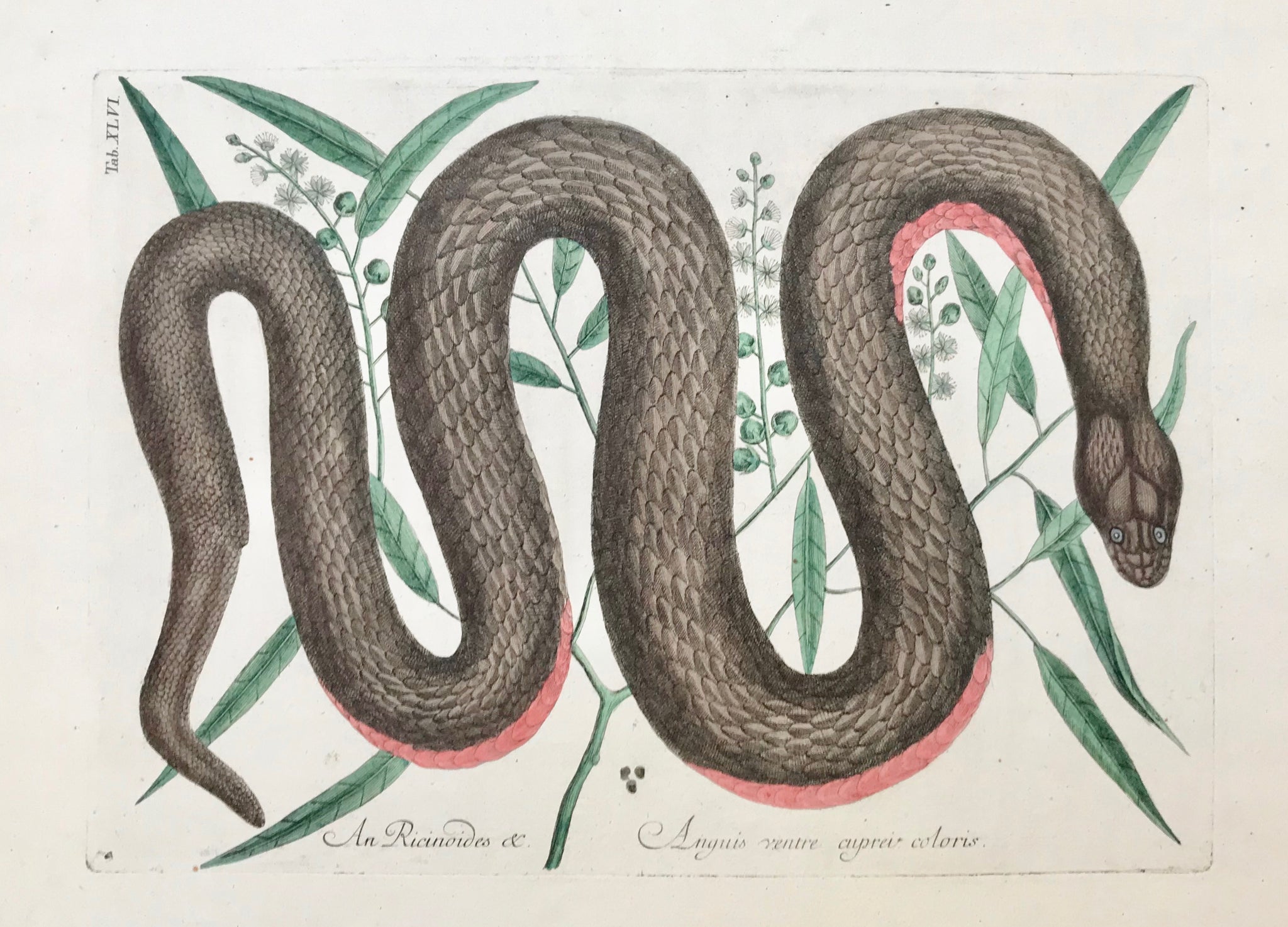 Snake: "An Ricinoides Anguis ventre cuprei coloris"  Good condition  Mark Catesby