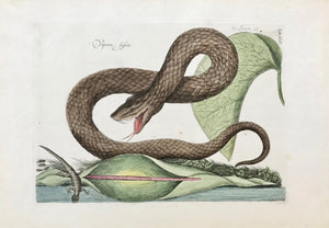"Vipera Fusca Arum"  Light browning on margin edges.  Mark Catesby  Mark Catesby, ( 1682 - 1749 ) was born in England. His first extended journey to the Southeast of the United States of North America took place between 1712 and 1719. He was an artist with a sharp observing eye and began to depict animals, birds, reptiles, insects and plants which he later published in London as Natural History of Carolina, Florida and the Bahama Islands. 
