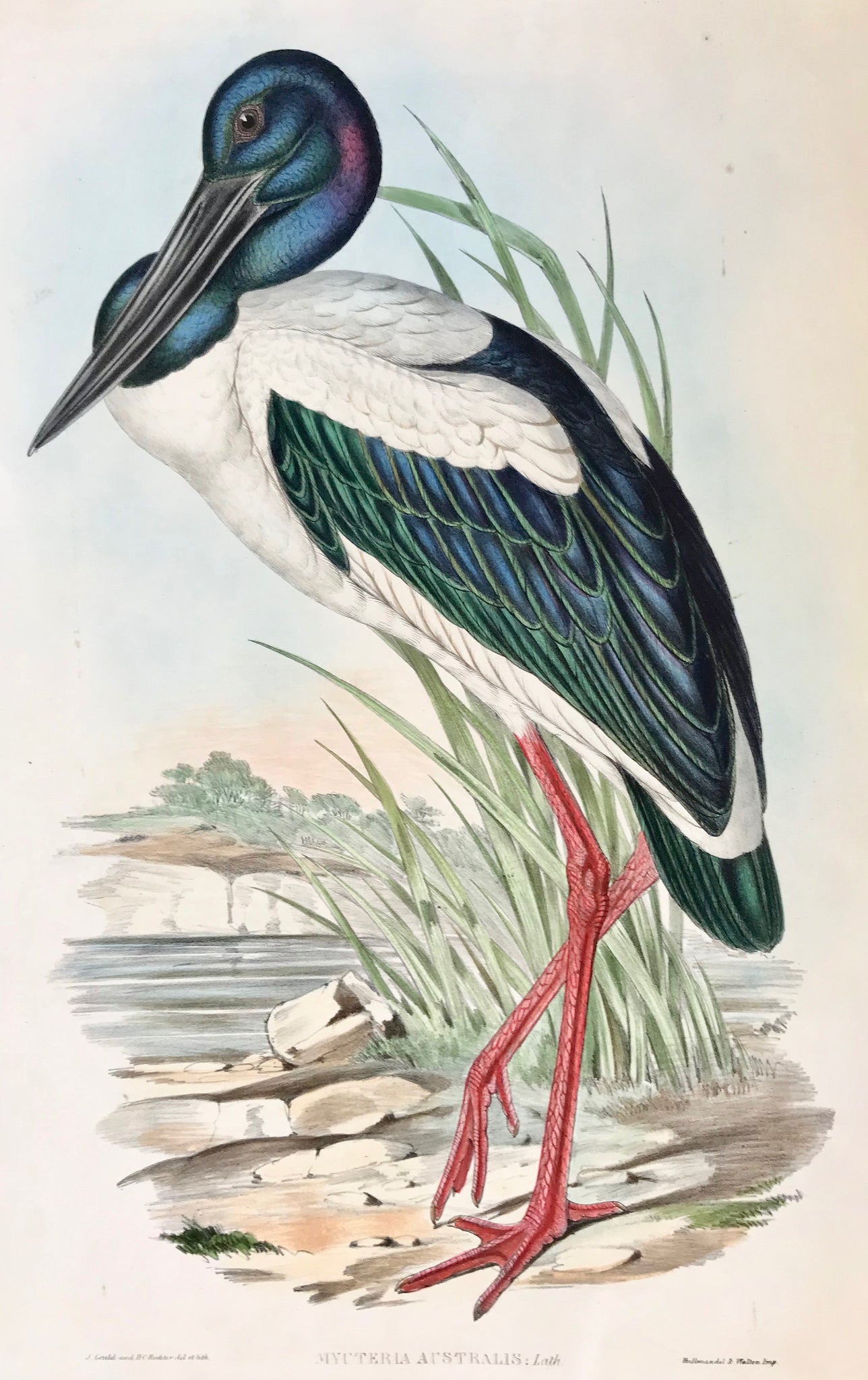"Mycteria Australis: Lath" Original hand-colored lithograph by John Gould and H.C: Richter, 1837-1838. From "The Birds of Australia and Adjacent Islands". In the lower left corner is a carefully repaired tear using paper paste. 