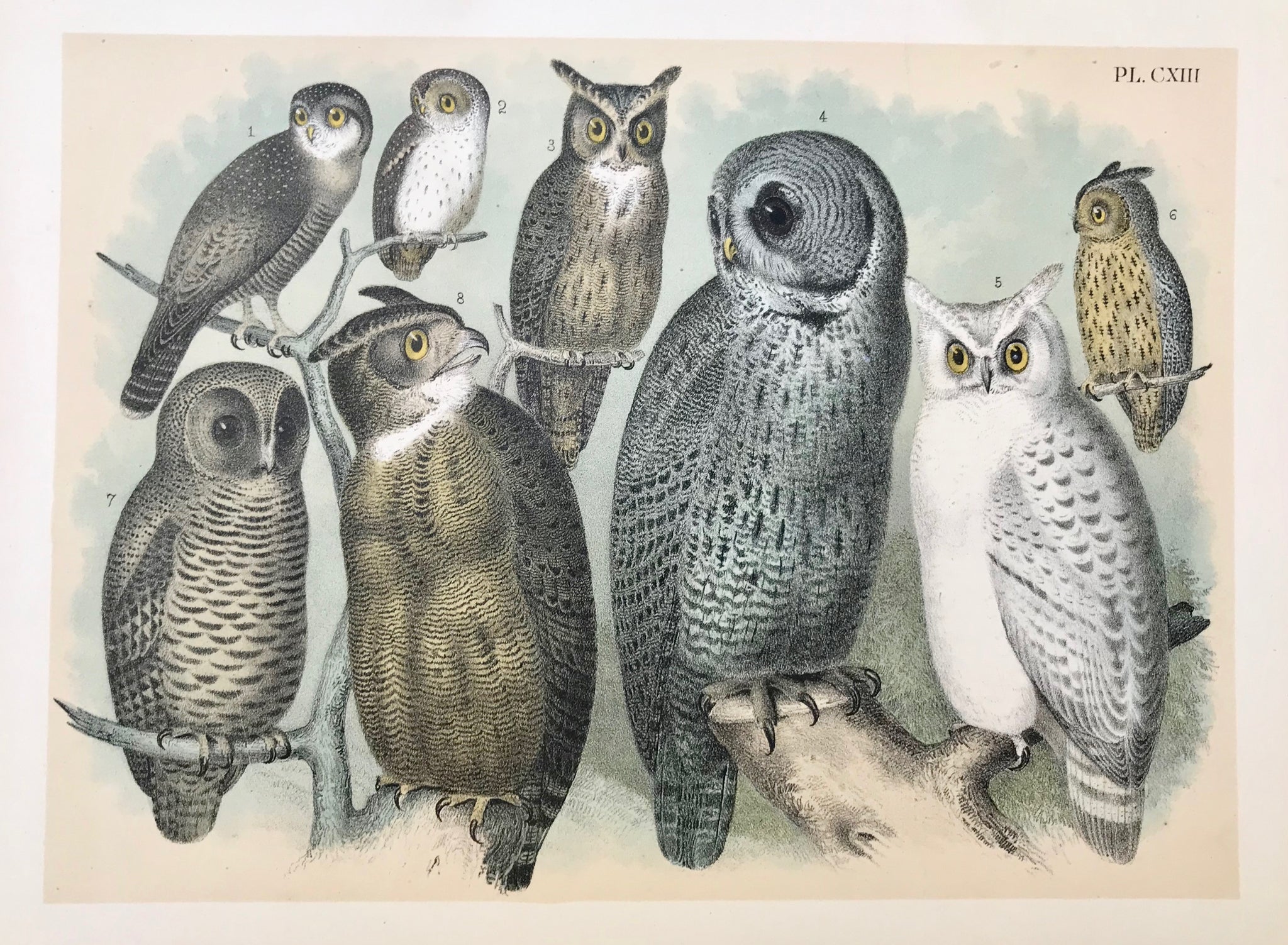 Owls: No title. Various, altogether eight owls.  Anonymous lithograph. No printing details, except plate number (CXIII) given. Mounted on cardboard. Printed in color. Ca. 1880