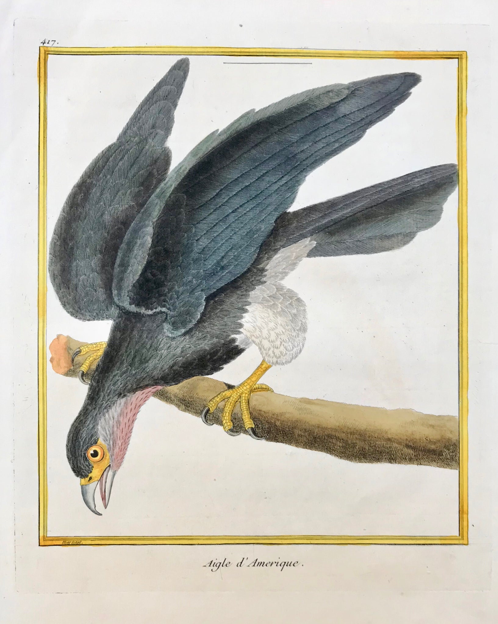 Aigle d´ Amerique  Small crease in right margin.  Birds of Prey  by François Nicolas Martinet  Born 1731 in Paris. His death date is unknown (to us).