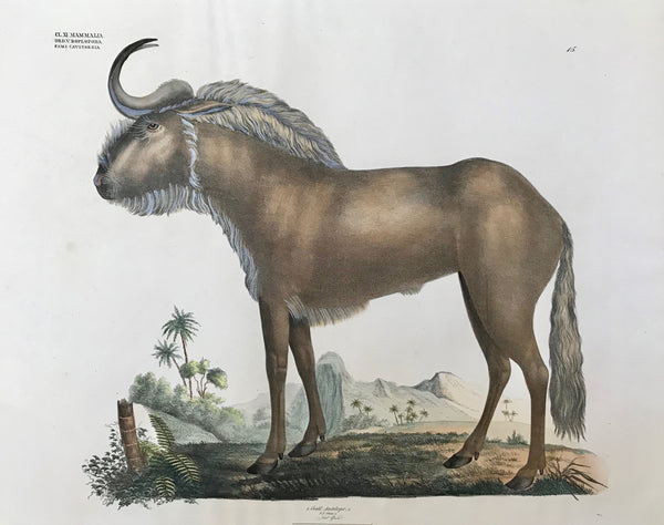 Animals, Antilope, Gnu, Das Gnu, Goldfuss
