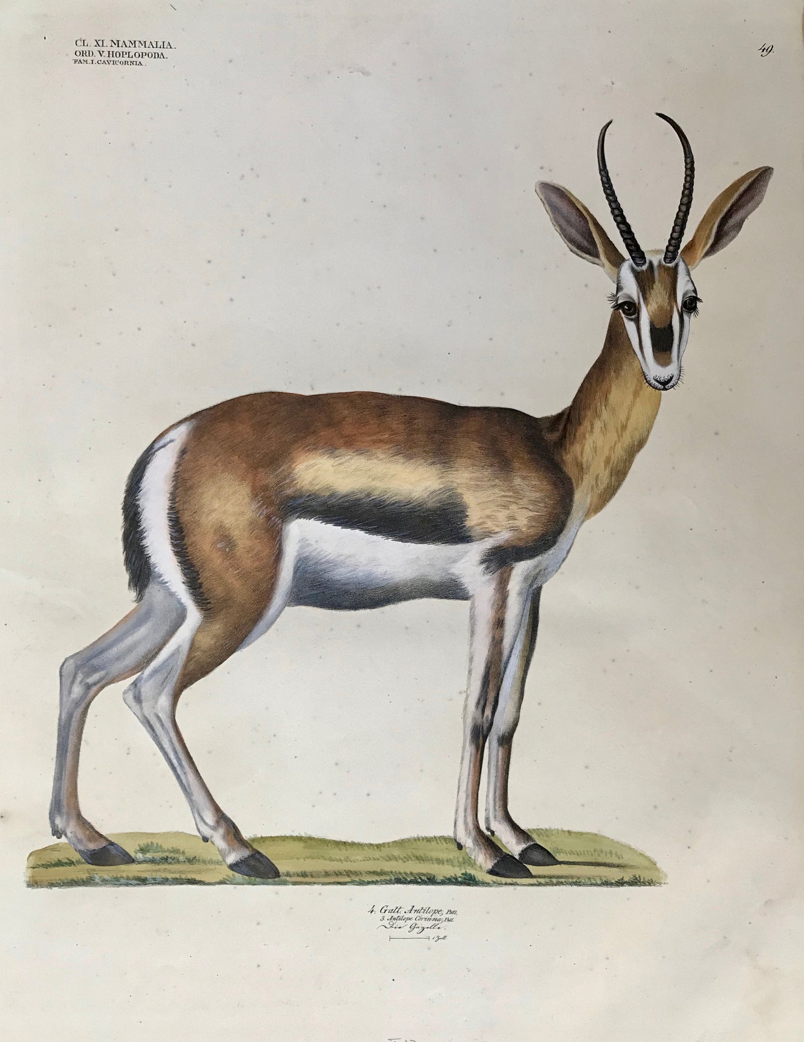 "Antilope - Antilope Corinna - Die Gazelle"Measurement of one INCH below titleLarge Folio. Sheet size: 17.9 x 23"Light scattered spotting.Hand-colored lithograph          Goldfuss Animal and Insect Prints  The "Naturalist Atlas" by Georg August Goldfuss (Bayreuth 1782 - 1848 Bonn). This extra large-size collection of lithographs of spectacular modern coloring depicting animals, birds, reptiles, fish, etc. published in Duesseldorf, at Arnz from 1824 -184