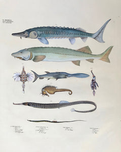 Fish: (Syngnatus) Papacinus, Acus, Hippocampus, (Solenostomus) Paradoxus, (Pegasus) Drconis, (Polyodon) Folium, (Accipenser) Huso, Sturio