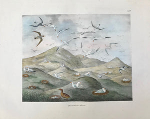 Birds, "Haushalt der Möven" Assembly of sea gulls and their nesting habits.  Creasing and repair in upper right margin corner.  Goldfuss Animal and Insect Prints  The "Naturalist Atlas" by Georg August Goldfuss (Bayreuth 1782 - 1848 Bonn). This extra large-size collection of lithographs of spectacular modern coloring depicting animals, birds, reptiles, fish, etc. published in Duesseldorf, at Arnz from 1824 -1842, was issued over this long period of time inserial parts of twenty prints each per annum. 