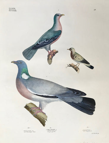 1. Columba - columba minuta - Zwergtaube - (Plain breasted dove)  2. Columba aromatica - Die aromatische Taube (aromatic dove)  3 Columba palumbus - die Ringeltaube (ring dove)  Natural size.  A few minimal creases. Small repaired tear on right margin edge.  Goldfuss Animal and Insect Prints  The "Naturalist Atlas" by Georg August Goldfuss (Bayreuth 1782 - 1848 Bonn). This extra large-size collection of lithographs of spectacular modern coloring depicting animals, birds, reptiles, fish