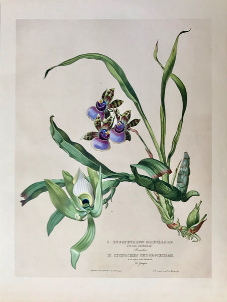 I. Zygopetalum Maxillare  Nat. Ord. Orchideae Brasilien  II. Cycnoches Chlorochilon  Nat. Ord. Orchideae La Guayra  Page size: 56 x 42 cm ( 22 x 16.5 ") Image size: 45 x 34 cm ( 17.7 x 13.3 ")  Exquisite prints of Orchids  by Anton Hartinger  "Paradisus Vindobonensis" (Viennese Paradise)  Important Orchidae