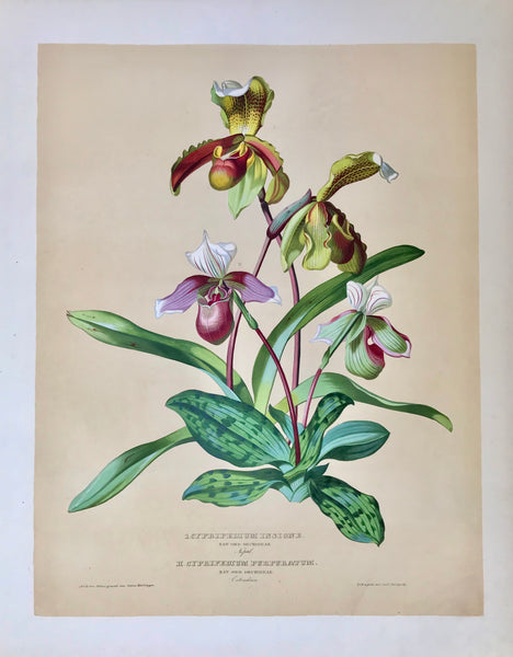    I. Cypripedium Insigne  Nat. Ord. Orchideae Nepal  II. Cypripedium Purpuratum  Nat. Ord. Orchideae Ostindien  Page size: 56 x 42 cm ( 22 x 16.5") Image size: 44.5 x 34.5 cm (17.5 x 13.5")     Exquisite prints of Orchids  by Anton Hartinger  "Paradisus Vindobonensis" (Viennese Paradise)  Important Orchidae