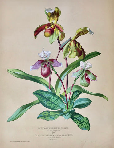    I. Cypripedium Insigne  Nat. Ord. Orchideae Nepal  II. Cypripedium Purpuratum  Nat. Ord. Orchideae Ostindien  Page size: 56 x 42 cm ( 22 x 16.5") Image size: 44.5 x 34.5 cm (17.5 x 13.5")     Exquisite prints of Orchids  by Anton Hartinger  "Paradisus Vindobonensis" (Viennese Paradise)  Important Orchidae